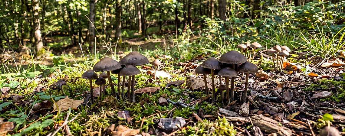 Magic Mushroom Outdoor Patch