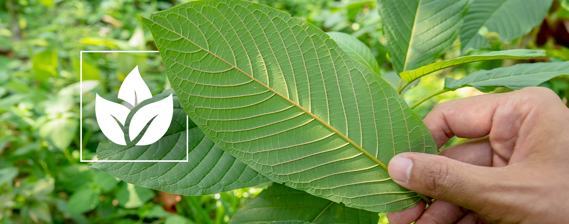 The history of kratom use