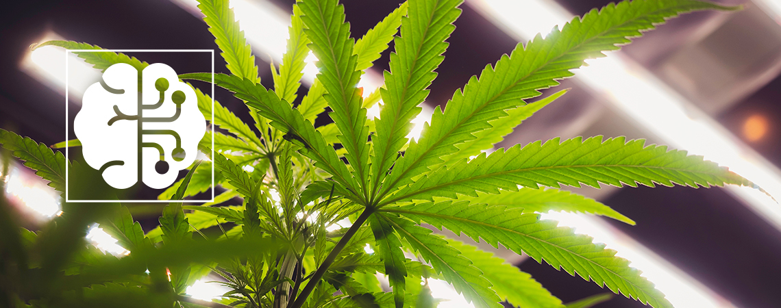 How AI and Automation are revolutionising the Cannabis Industry