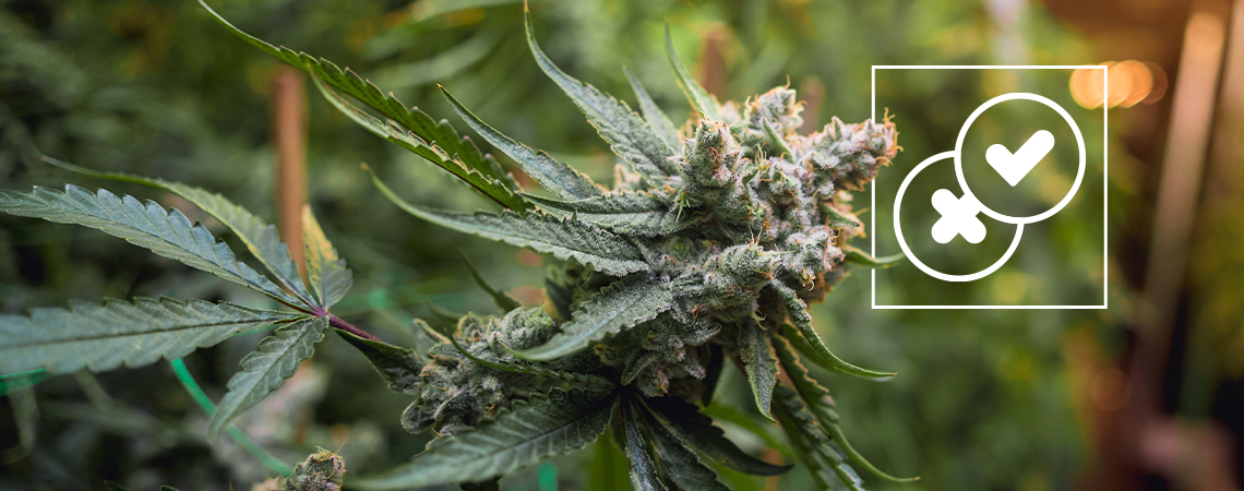 Cannabis and urban legends: Debunking the craziest weed myths