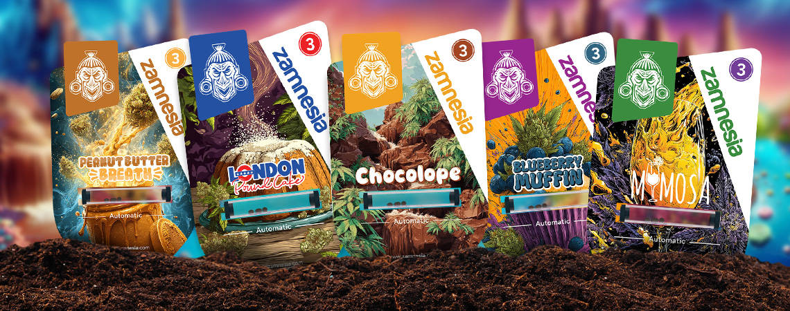 Sugar Valley Zamnesia Strain Showcase: świat ukształtowany słodyczą