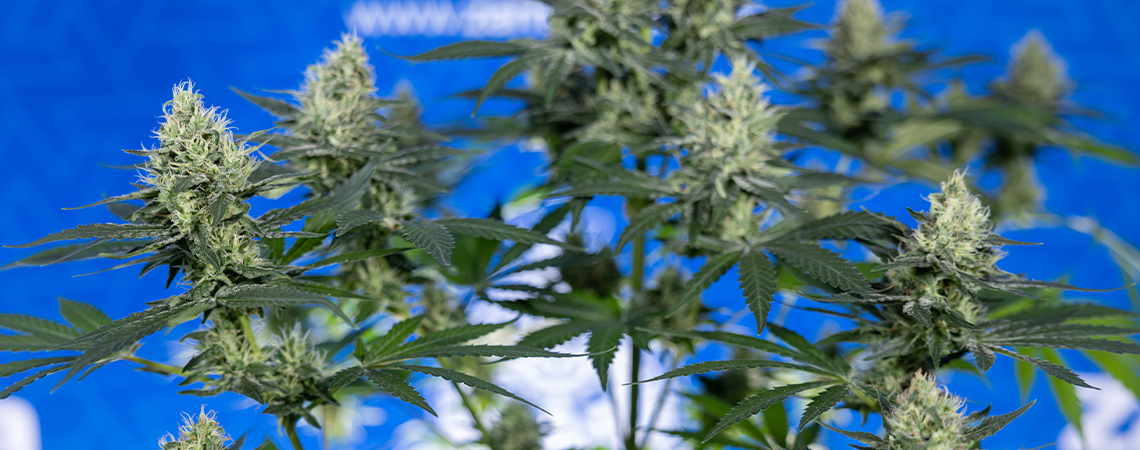 10 reasons to grow your own weed