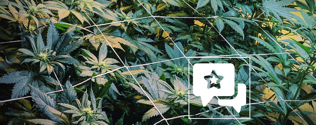 Recenzja odmiany: Casey Jones