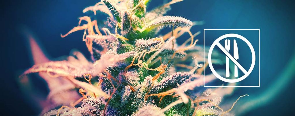 Odmiany konopi, po których nie dopada „gastro”