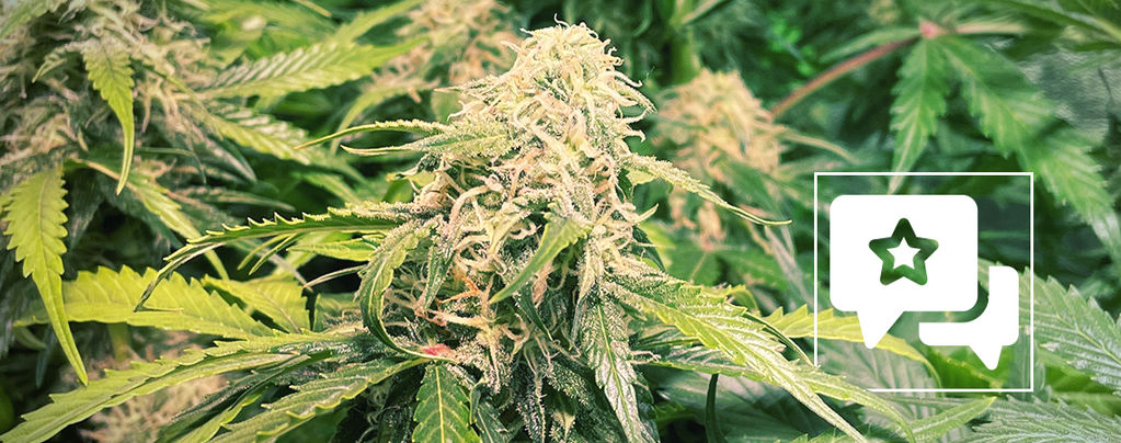 Recenzja odmiany: Pineapple Kush