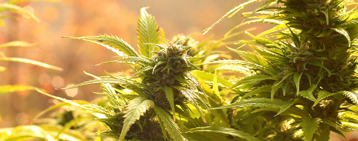 Top 10 autoflowering outdoor strains