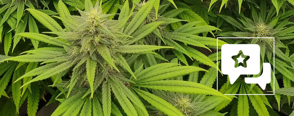 Recenzja odmiany: Pineapple Chunk