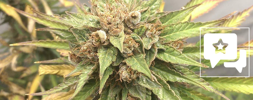 Recenzja odmiany: Durban Poison