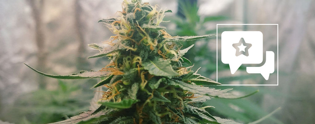 Recenzja odmiany: Mazar