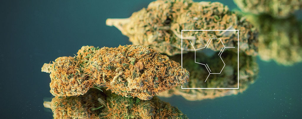 Terpene Boost: How To Grow Real Skunky Weed