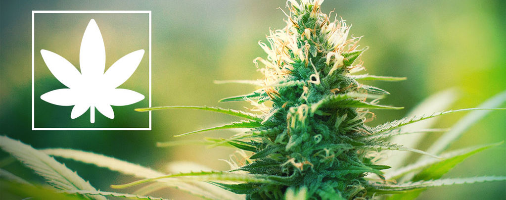 Jack Herer: Marijuana Activist