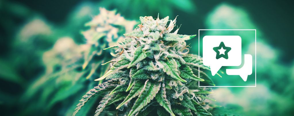 Agent Orange: recenzja i informacje o odmianie konopi