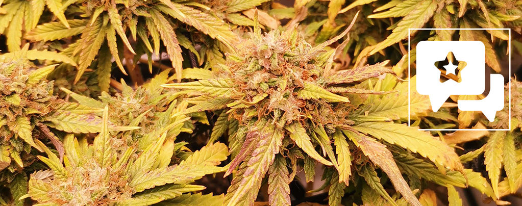 Recenzja odmiany: Liberty Haze