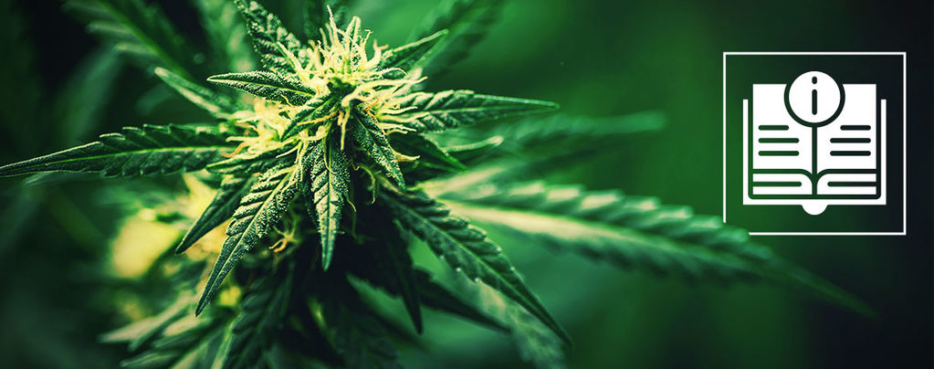 An Introduction To Hemp