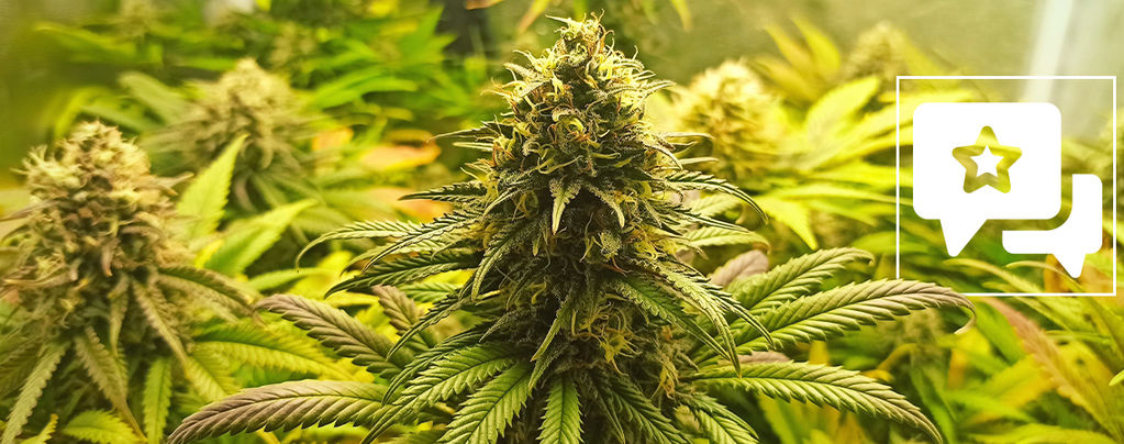 Recenzja odmiany: Super Critical