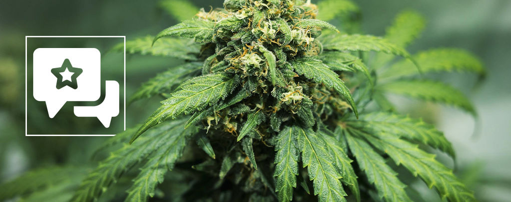 Recenzja odmiany: Royal Dwarf