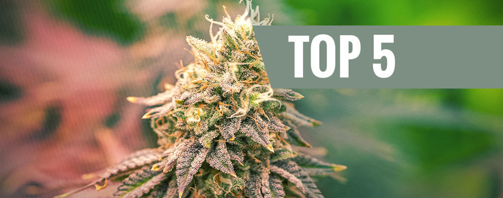Top 5 Indica Strains For 2025