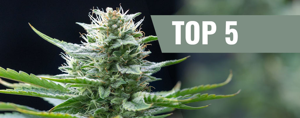 Top 5 Sativa Cannabis Strains For 2025