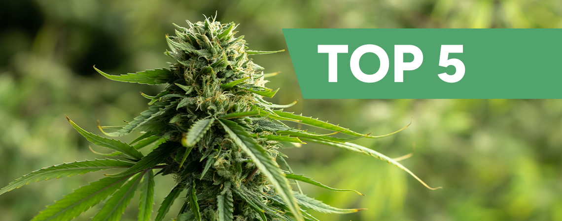 Top 5 high-CBD cannabis strains