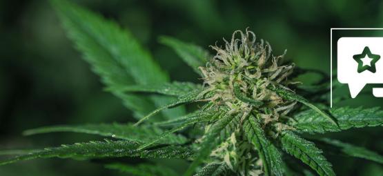 Sensi Skunk: recenzja i informacje o odmianie konopi