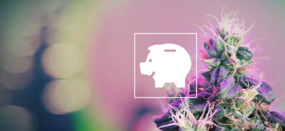 Jak tanio uprawiać marihuanę w domu i na zewnątrz