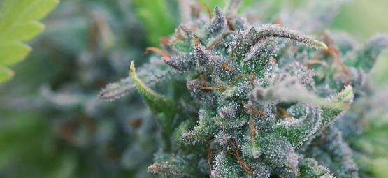 Jak uprawiać organiczną konopię w domu