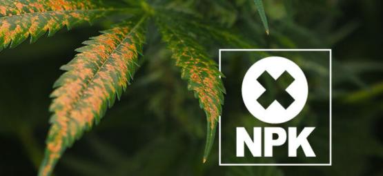 Jak rozpoznać i leczyć blokadę składników odżywczych w konopiach