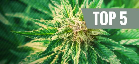 Top 5 odmian Cannabis Ruderalis
