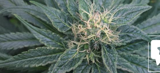 Recenzja odmiany: Royal Medic od Royal Queen Seeds