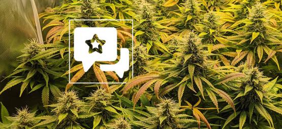 Recenzja odmiany: The Church od Greenhouse Seeds