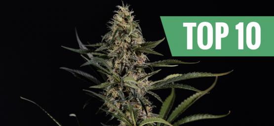 Top 10 najsilniejszych i najbardziej potentnych odmian konopi
