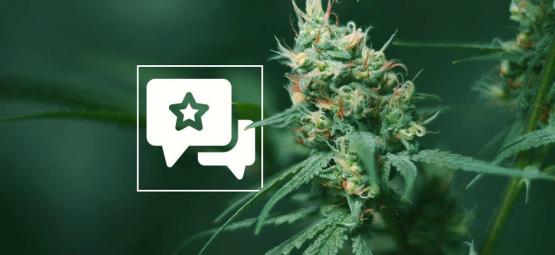 Big Buddha Cheese: Recenzja i informacje o odmianie konopi