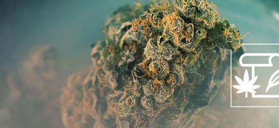 Czym jest skunk (mocna odmiana konopi)?