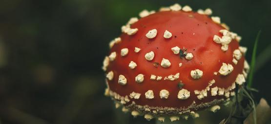 Soma: starożytny enteogen