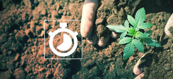 Ile trwa uprawa konopi?