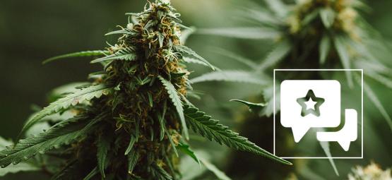 Recenzja odmiany konopi: Power Plant