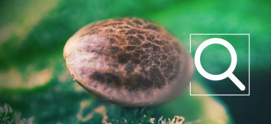 Jak wybrać odpowiednie nasiona konopi