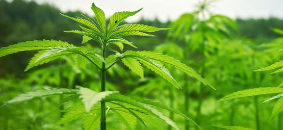 Jak zorganizować bezstresową i skuteczną dyskretną uprawę outdoor