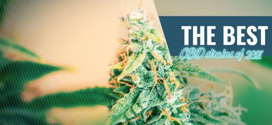 Najlepsze odmiany CBD do uprawy w domu w 2025 roku