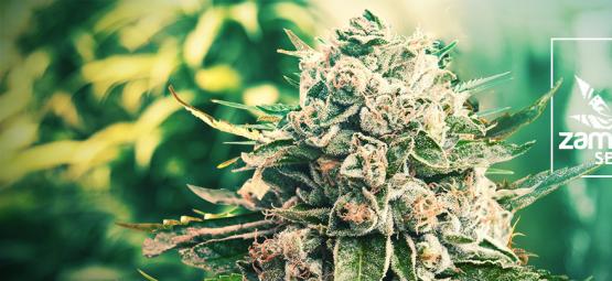 Nowa odmiana Zamnesia: GG4