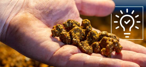 12 wskazówek, jak przeżyć niesamowite doświadczenie z magicznymi truflami