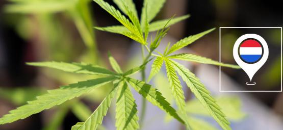 Najlepsze odmiany konopi outdoor do uprawy w Holandii