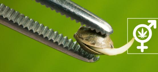 Zwykłe a Feminizowane Nasiona Konopi: Jaka Jest Różnica?