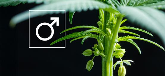 Co zrobić z męskimi roślinami konopi?