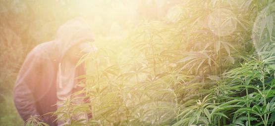 Najlepsze odmiany konopi do partyzanckiej uprawy