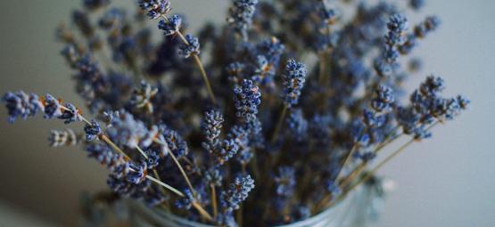 Najlepsze zioła do łączenia z konopiami