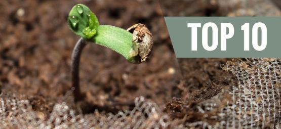 10 najłatwiejszych w uprawie odmian konopi dla początkujących