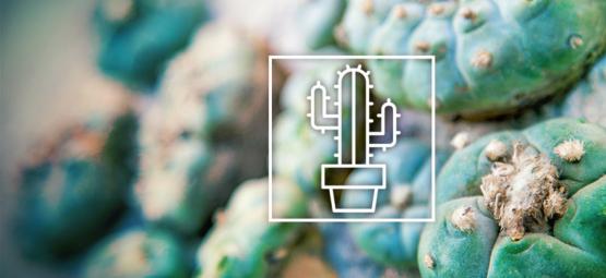 Różnice między kaktusami meskalinowymi