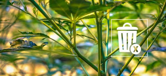 Co zrobić z pozostałymi łodygami konopi