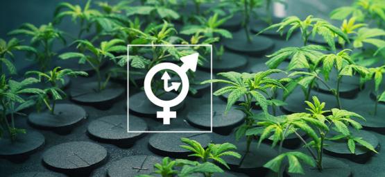 Czy można pobierać klony z odmiany Autokwitnący?